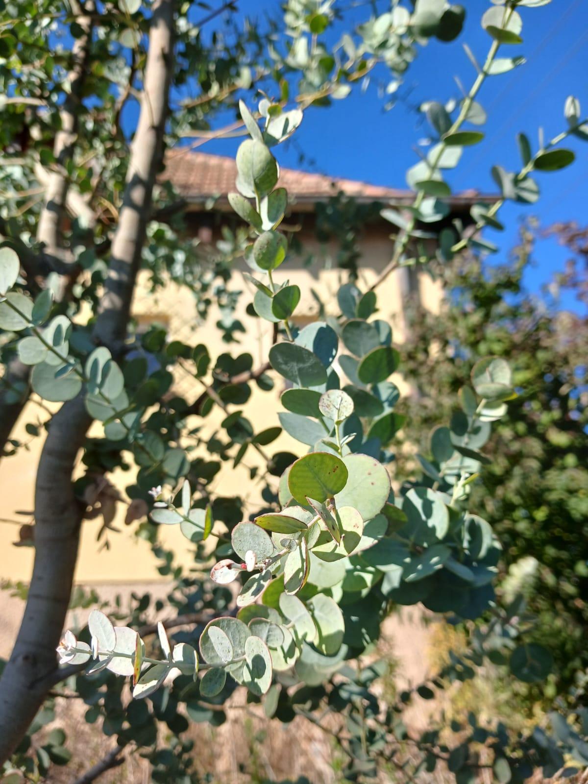 Eucalyptus
