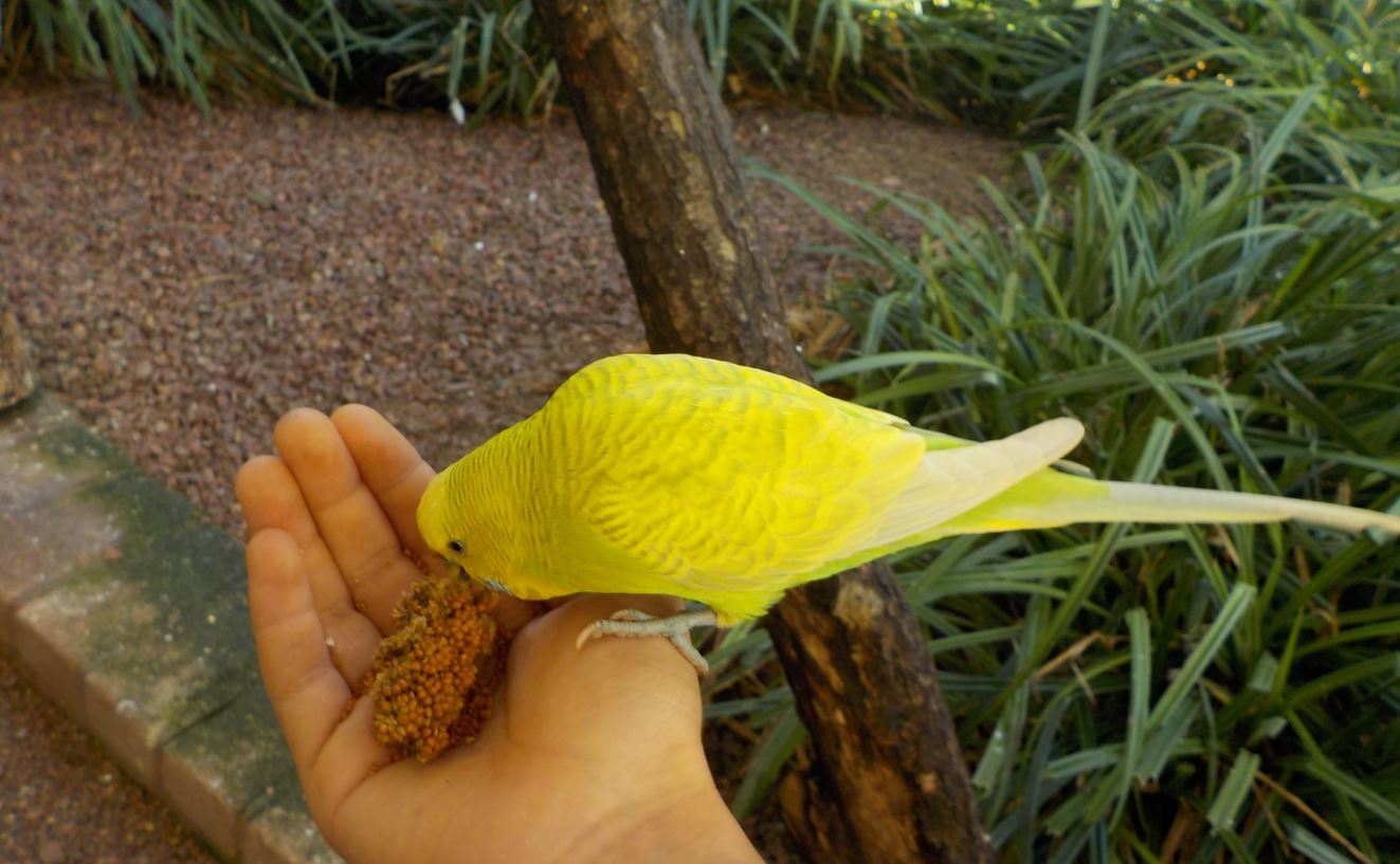 Vogelpark2